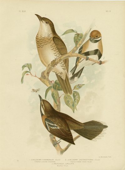 Kaneelkleurige Cinclosoma of Kaneelkwartelzanger, 1891 door Gracius Broinowski